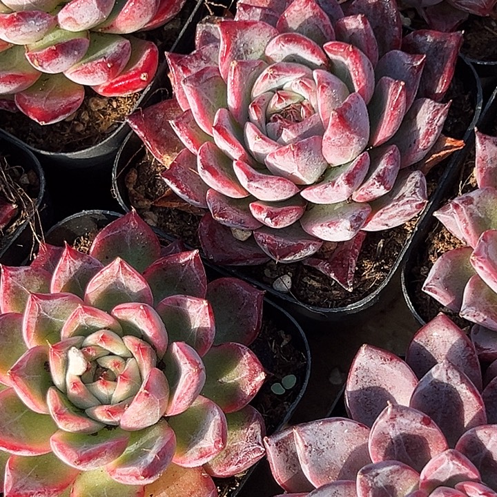 黑魔仙            福利多多