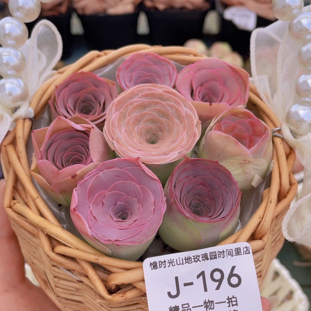 花篮组合J196一物一拍