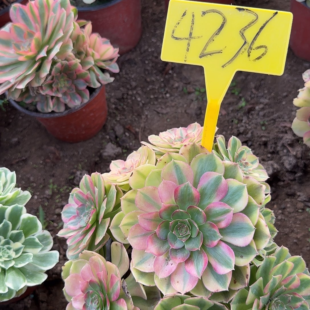 4236---多头多肉植物雨荷