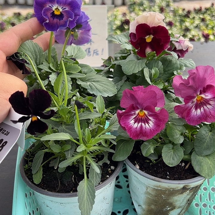 少量花朵（建议范围：2朵-5朵 或40%以下）006号