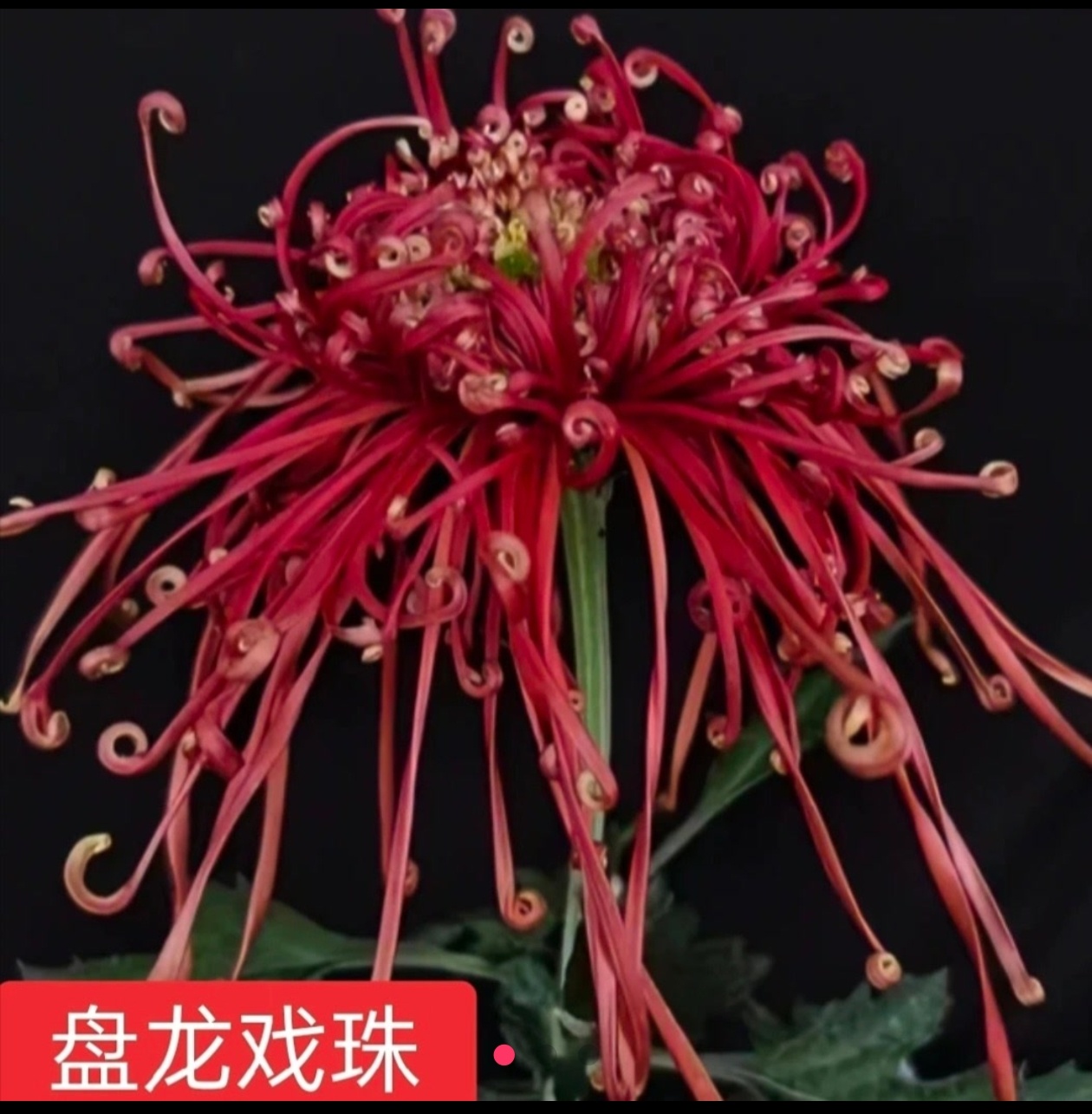 九月菊《盘龙戏珠》菊花大苗 盆栽地栽，