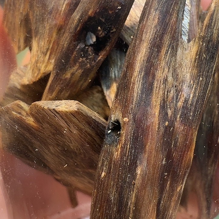 沉香沉香碎屑海南高端老乌身圆叶树心油老料20克