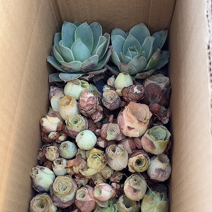 夜***飞杨310山地玫瑰清货福利不售后