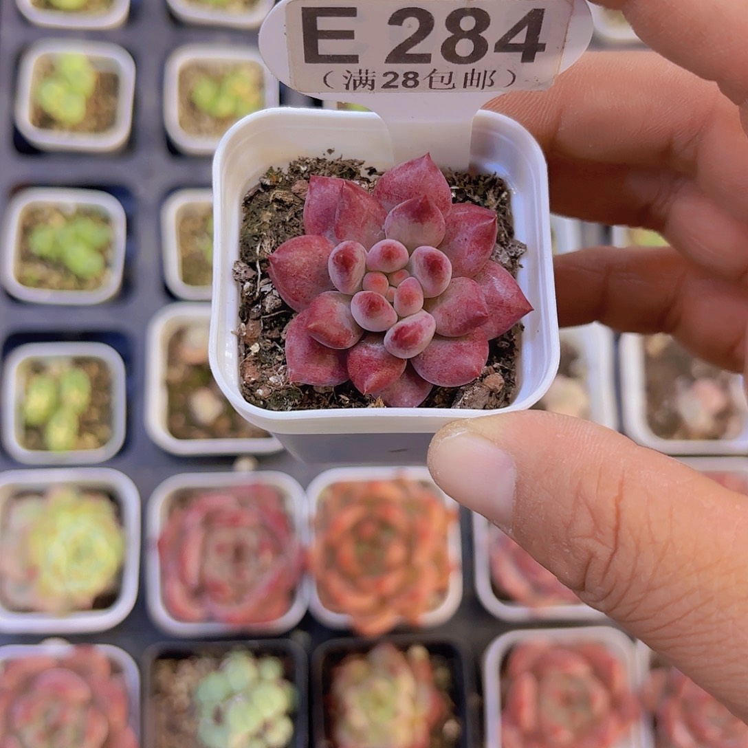 张***雨E284虞美人一物一拍