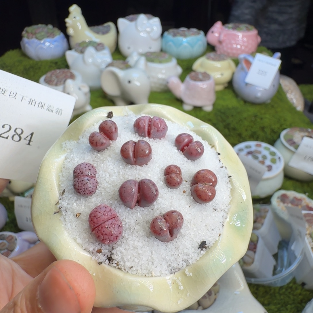 多肉植物福利冲284