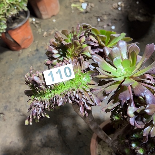 小****多肉植物一个黑同110