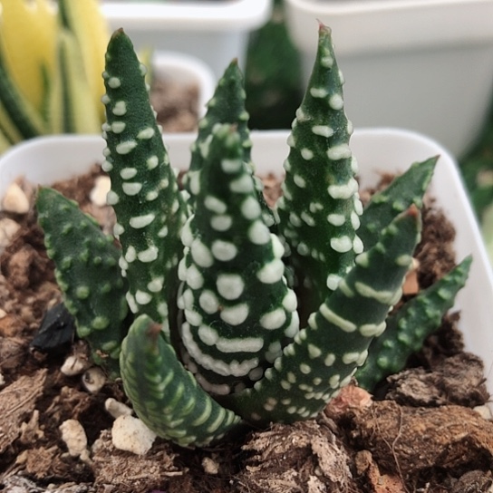 大疣泪珠硬叶硬叶