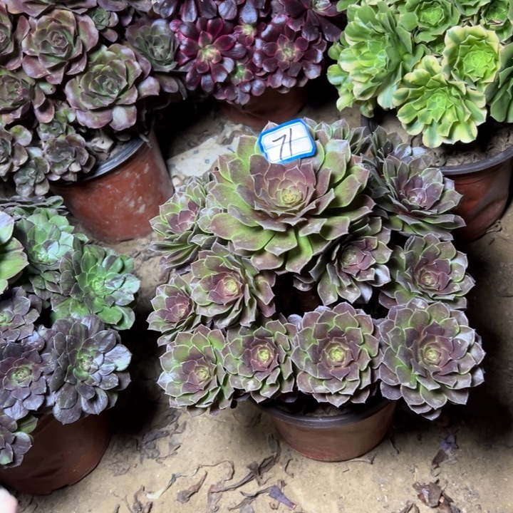 多肉植物黑魔法师71