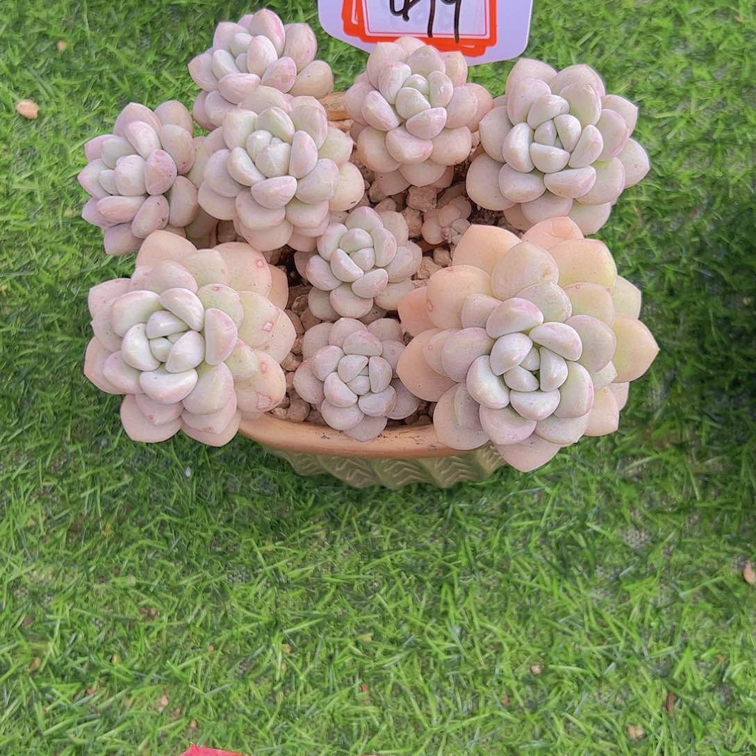 j***u479泡泡糖38。。。