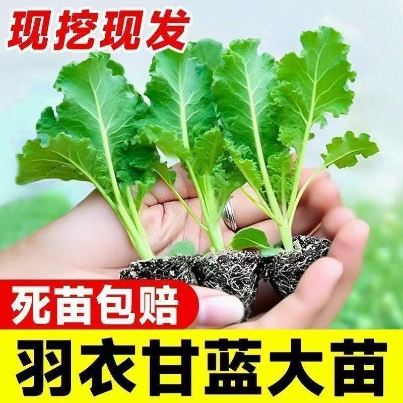羽衣甘蓝苗正宗四季耐寒盆栽适用于阳台庭院室内外