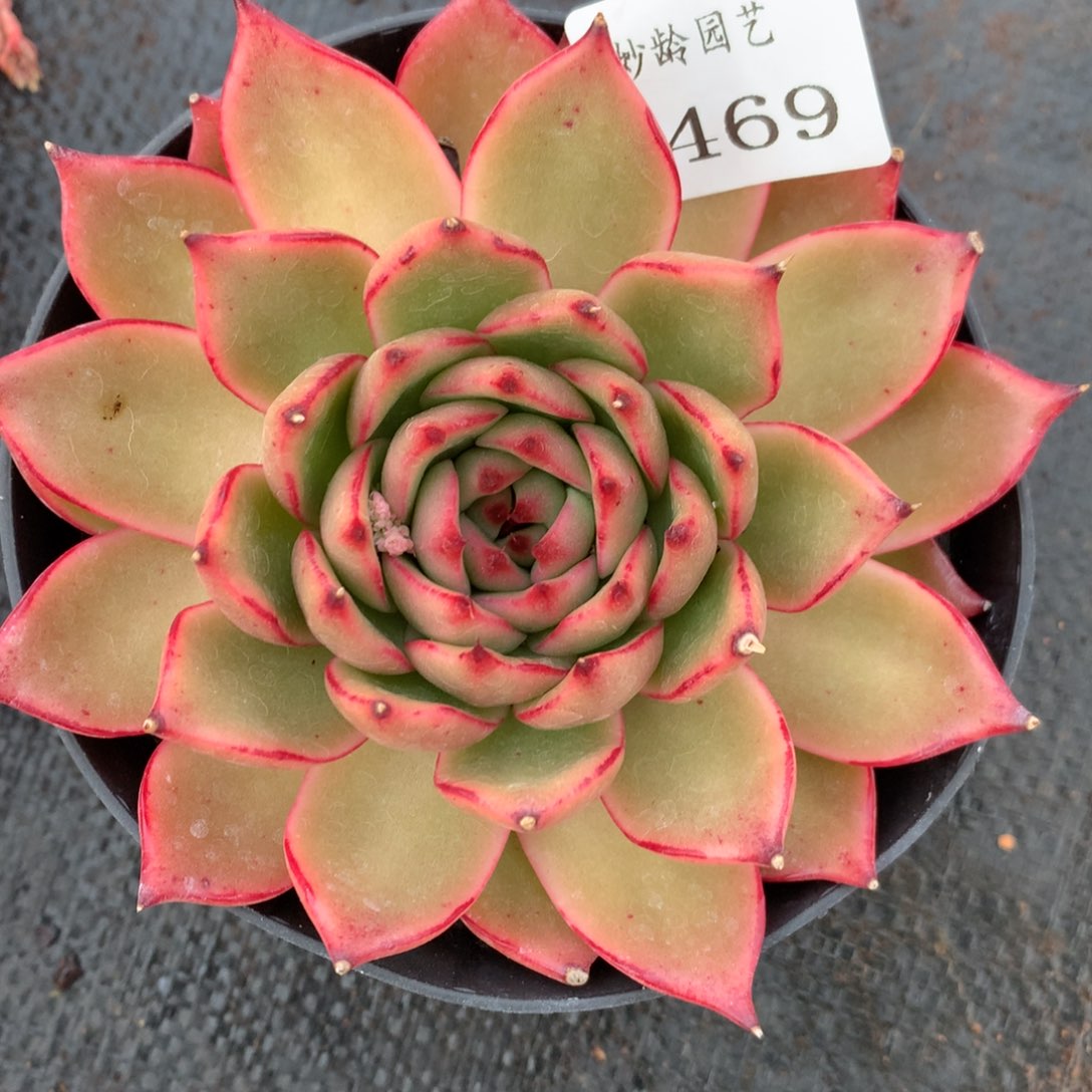 1469杂交多肉老桩