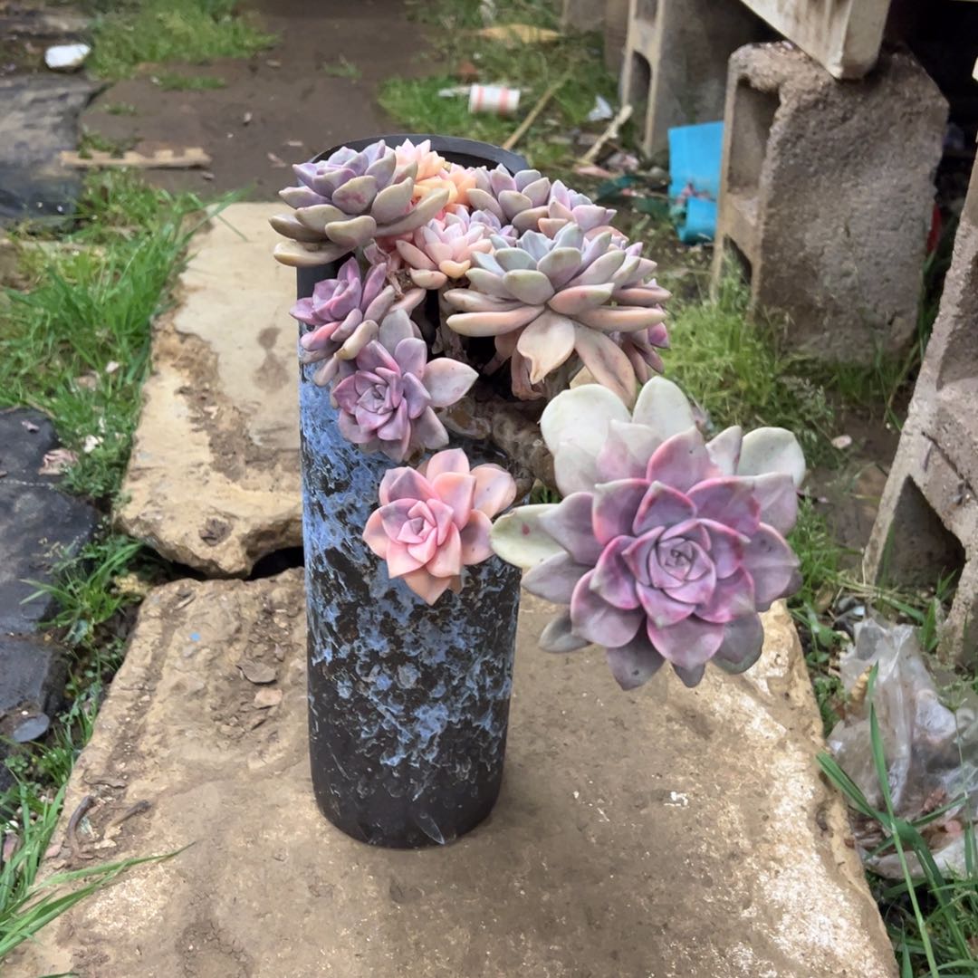 精品紫乐锦飘枝 裸根