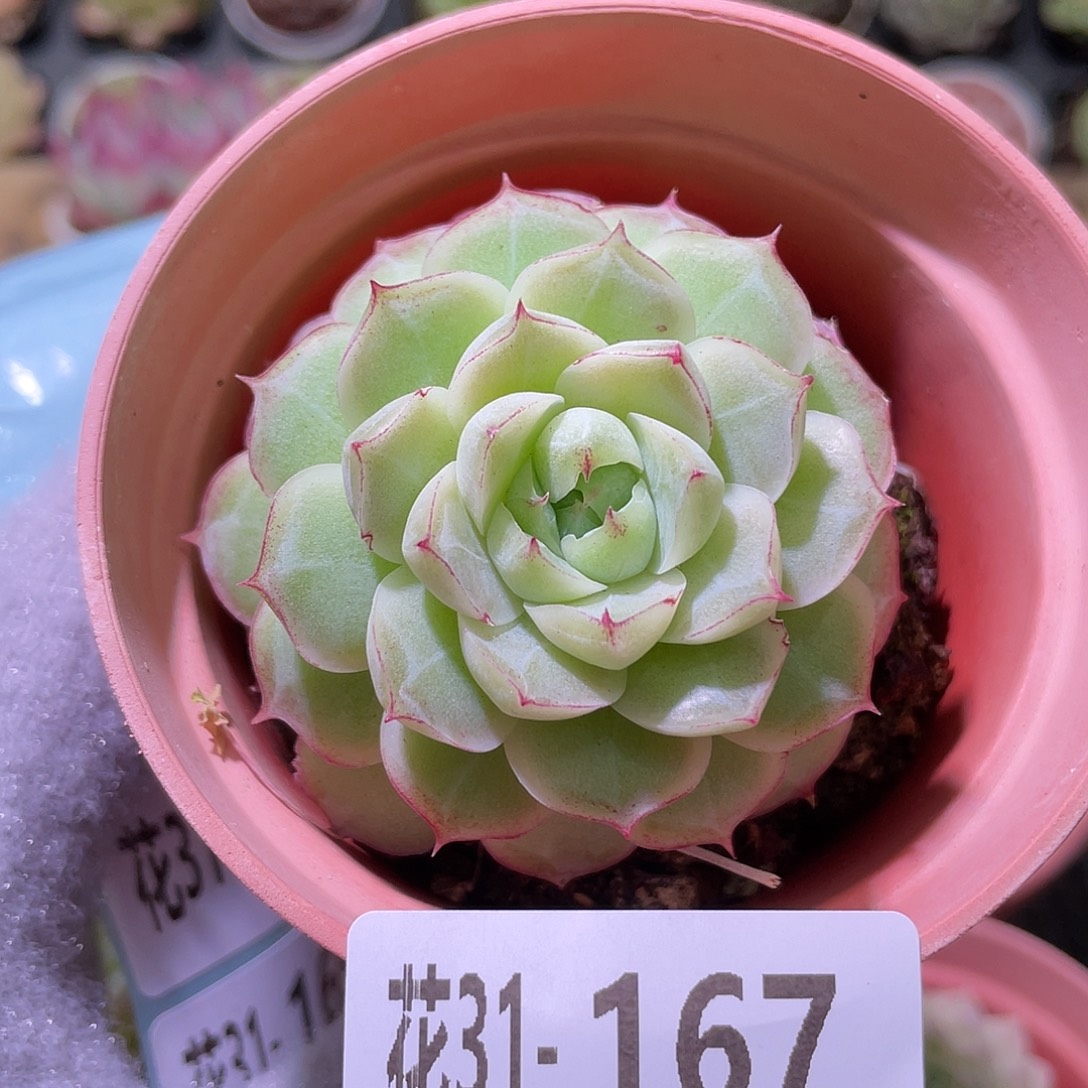 花利美31-167女王玫瑰