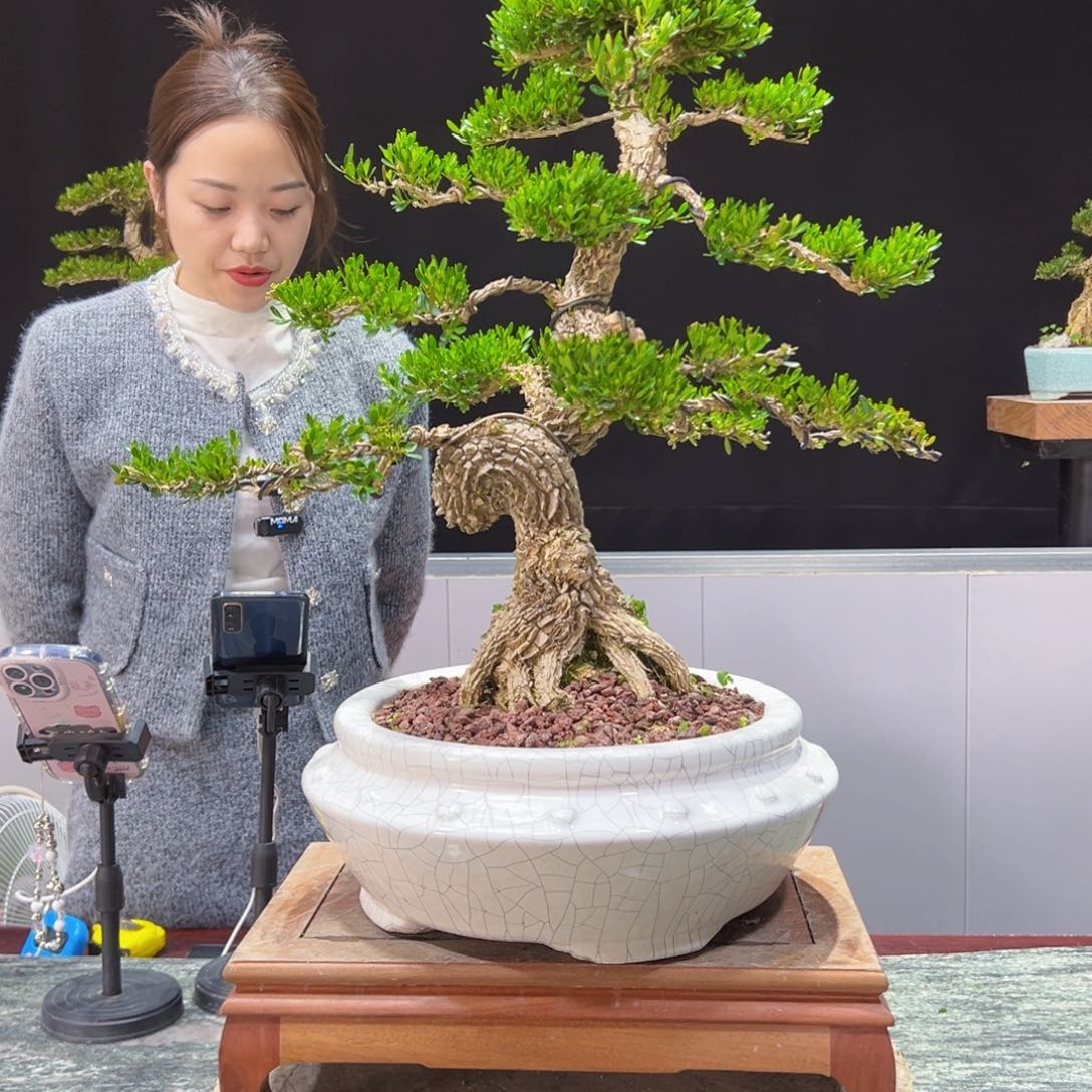 四季常青老桩黄杨盆景