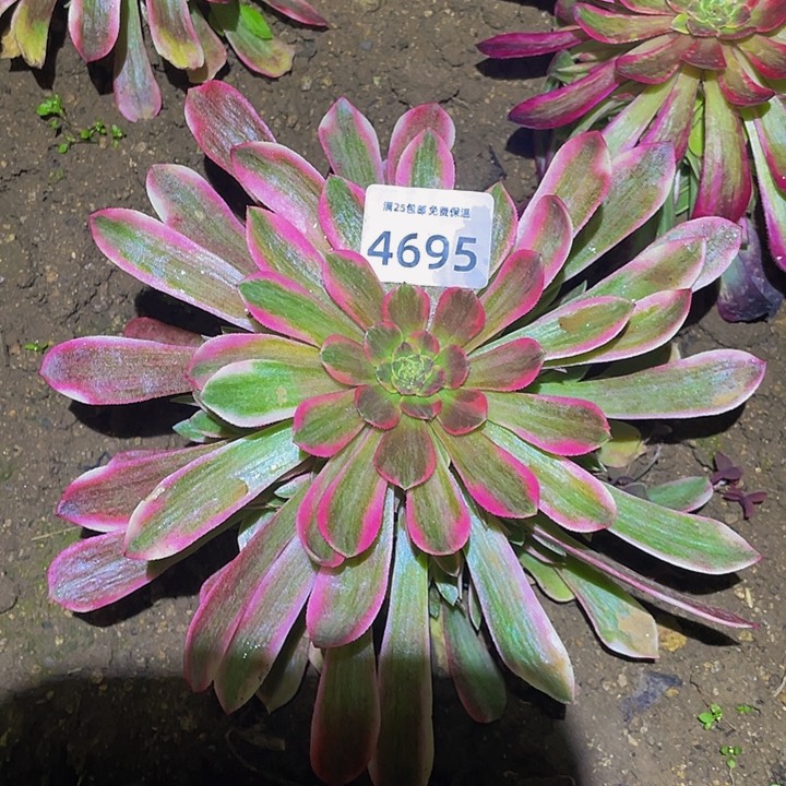 4595粉琉璃多肉植物