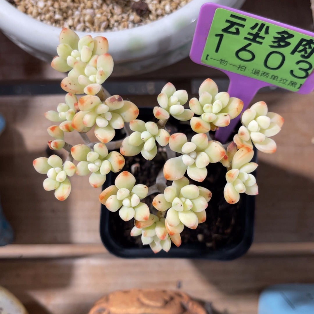 s***y云尘多肉一物一拍不含盆1603