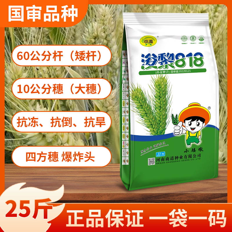 【国审品种】浚黎818  矮杆抗冻大穗稳产高产小麦种子