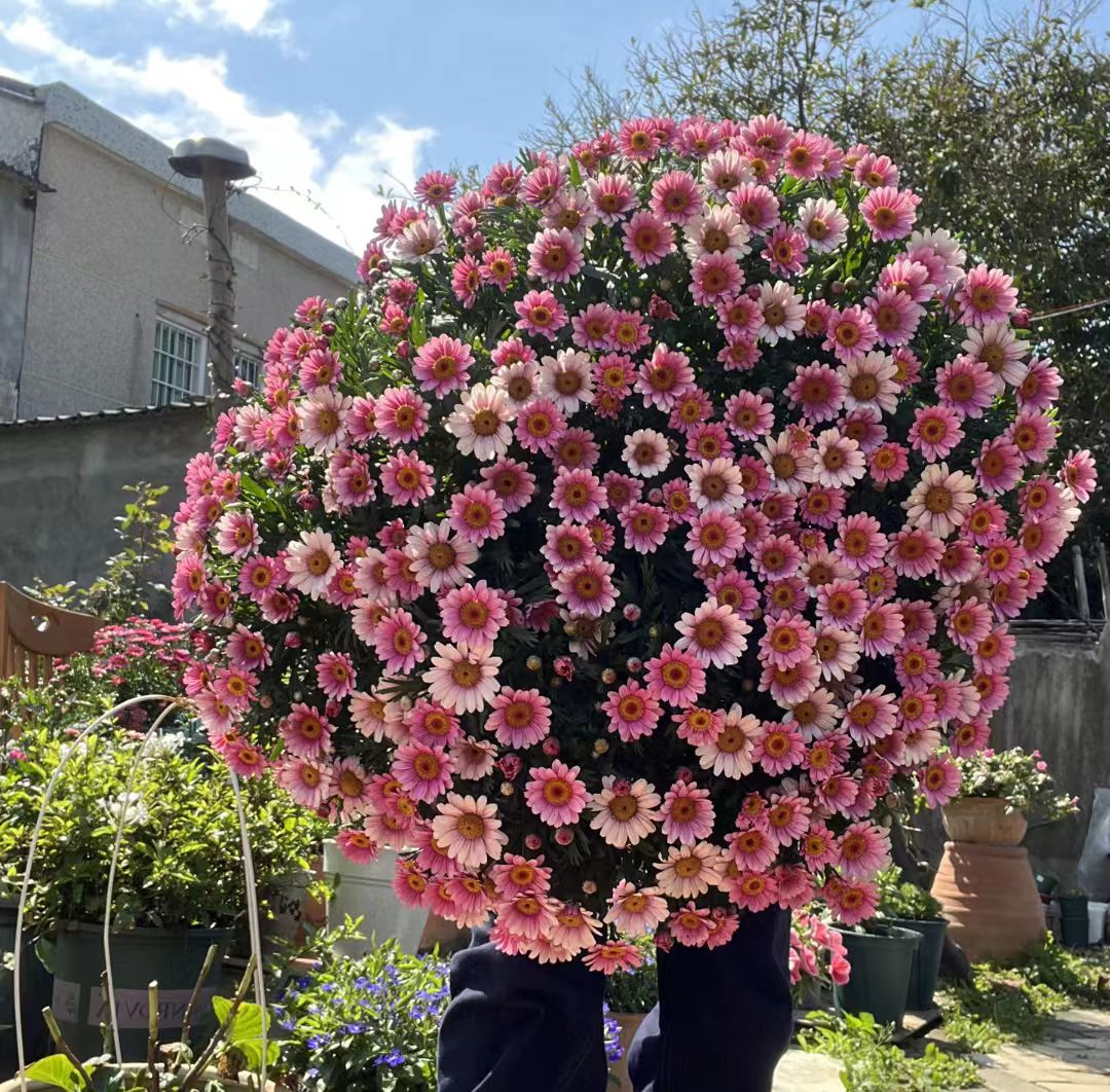 【可爱粉】会掉花掉叶介意不要拍大丽花庭院阳台地栽盆室内室外1