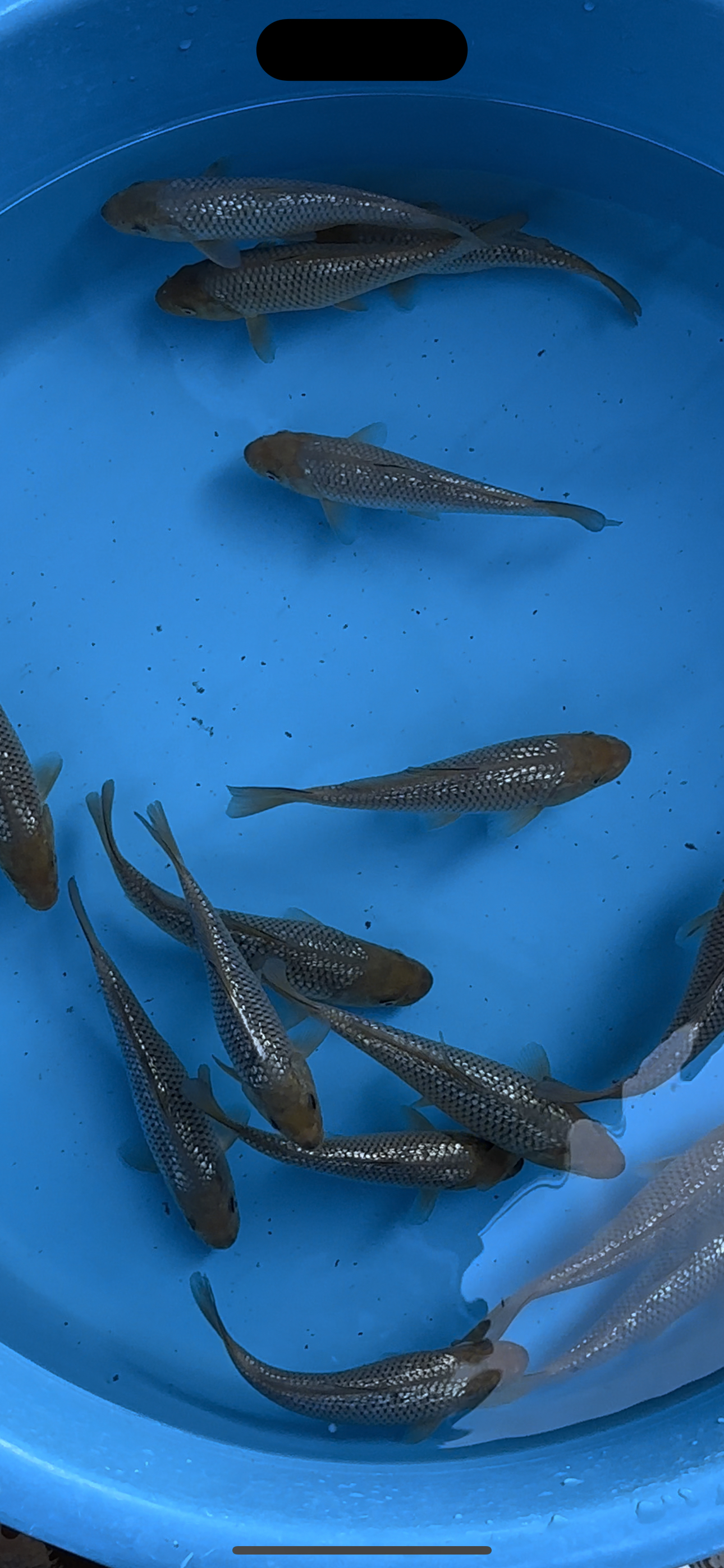 观赏鱼锦鲤介子包活不包邮