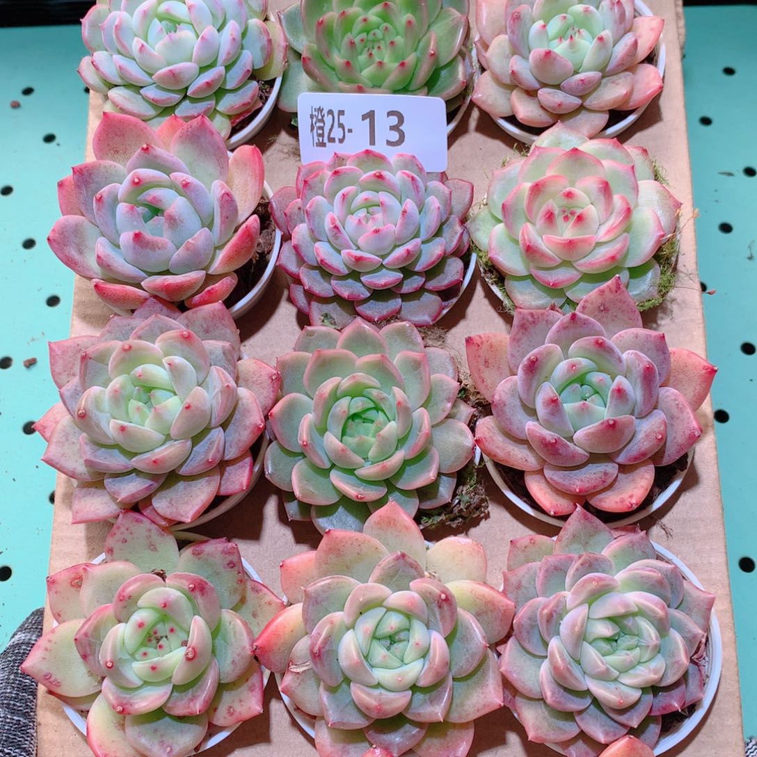 25-13一物一拍多肉带盆18颗