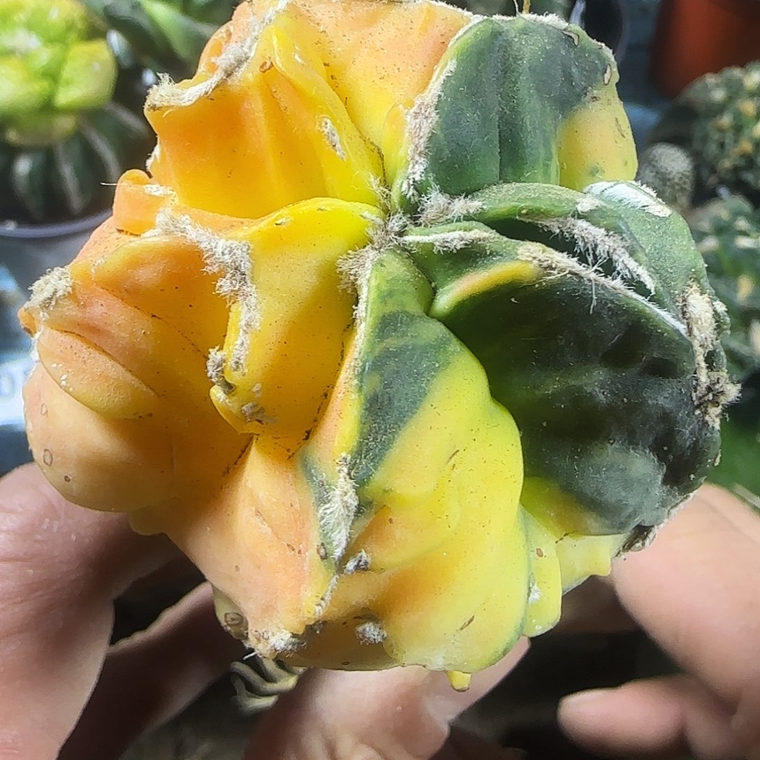 鸾锦139仙人球开花