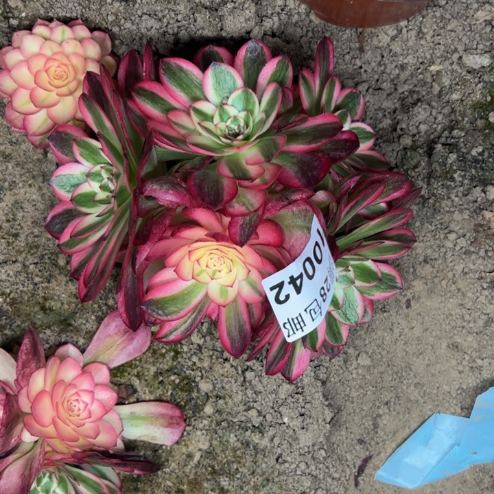 10042南荔枝多肉植物