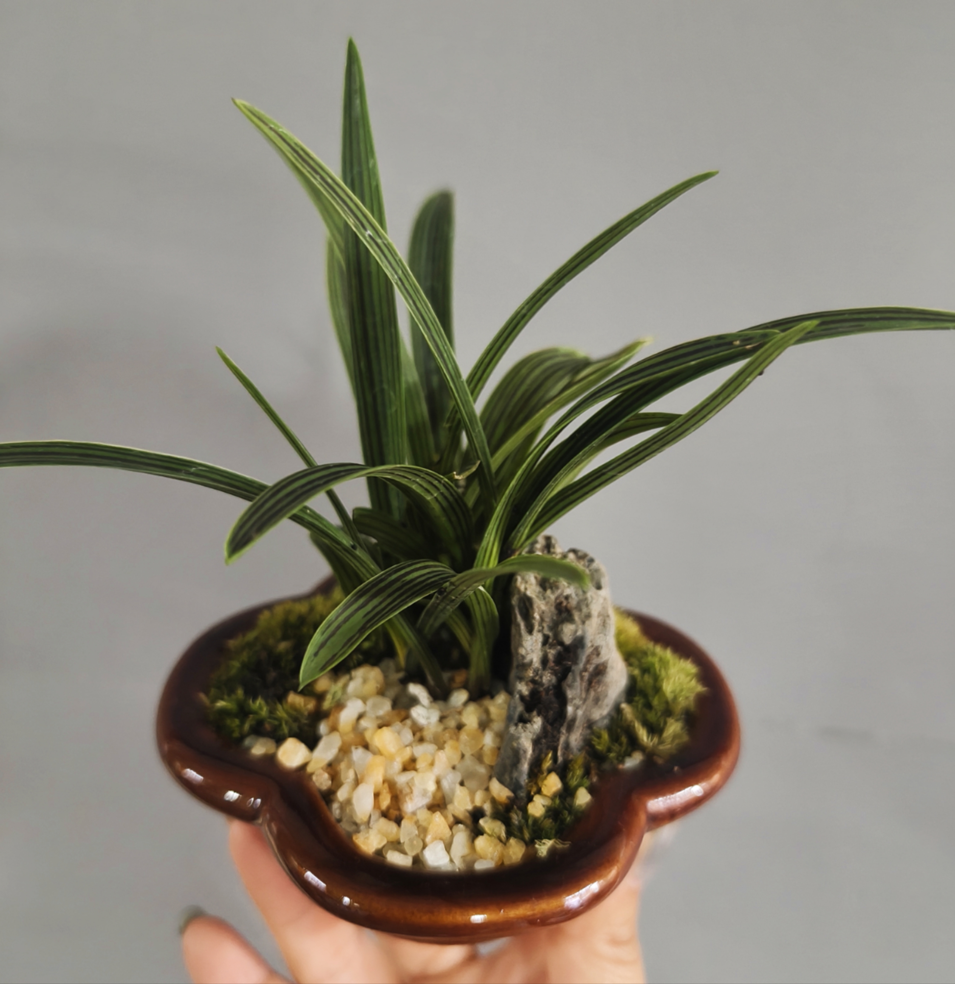 缟麦穗山野草好养易活茶桌高端绿植花卉室内好养易活绿植原盆栽种