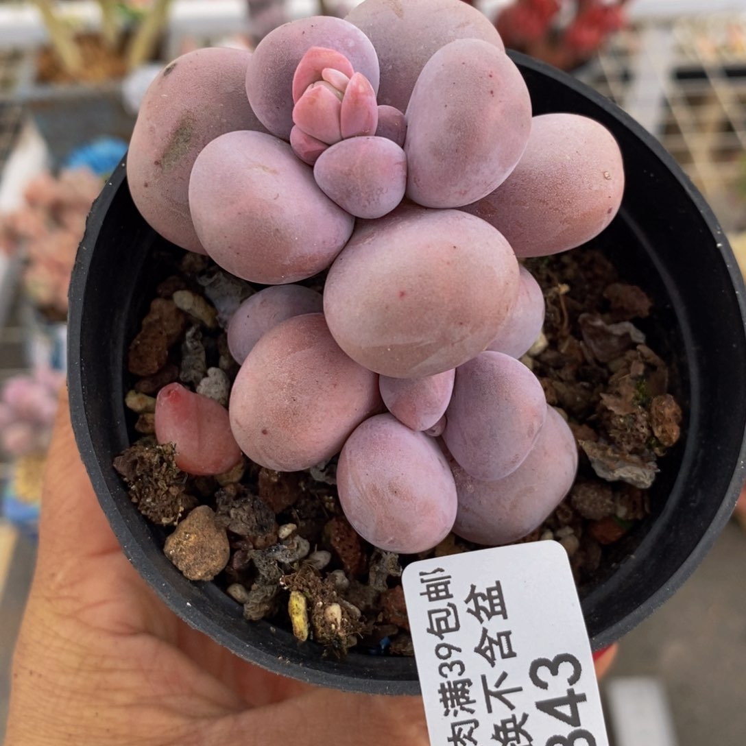 芭比奶酪843/5c m