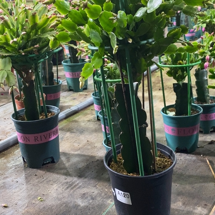 大部分花苞少量开放120嫁接2228