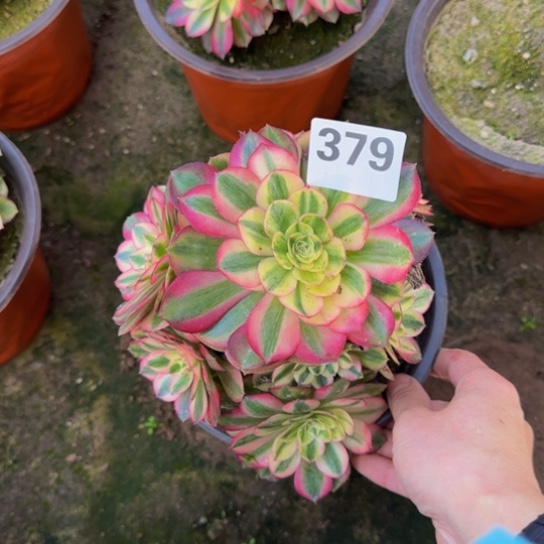 倾城1号棚379多肉植物