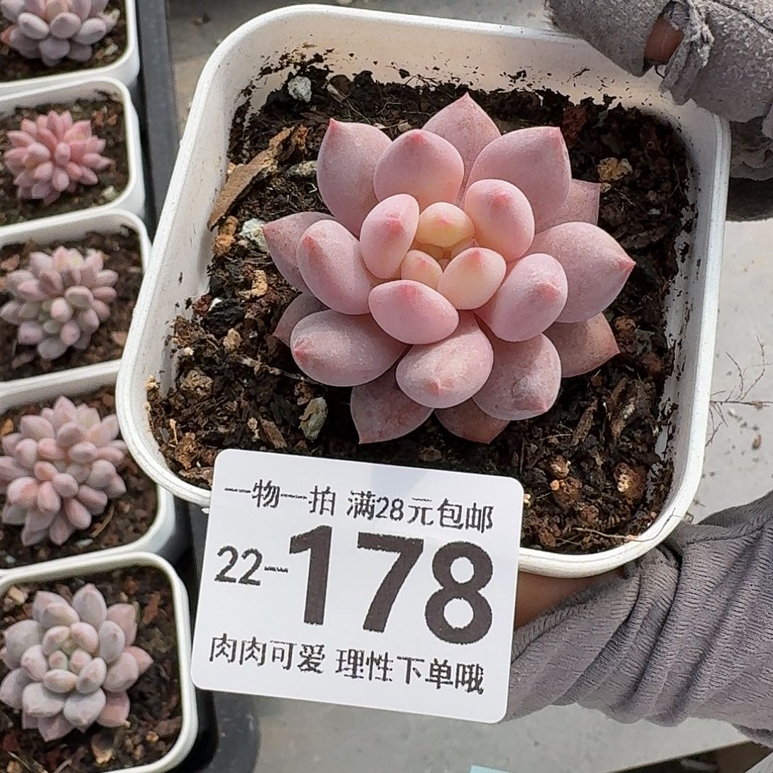 半夏无盆土发货发