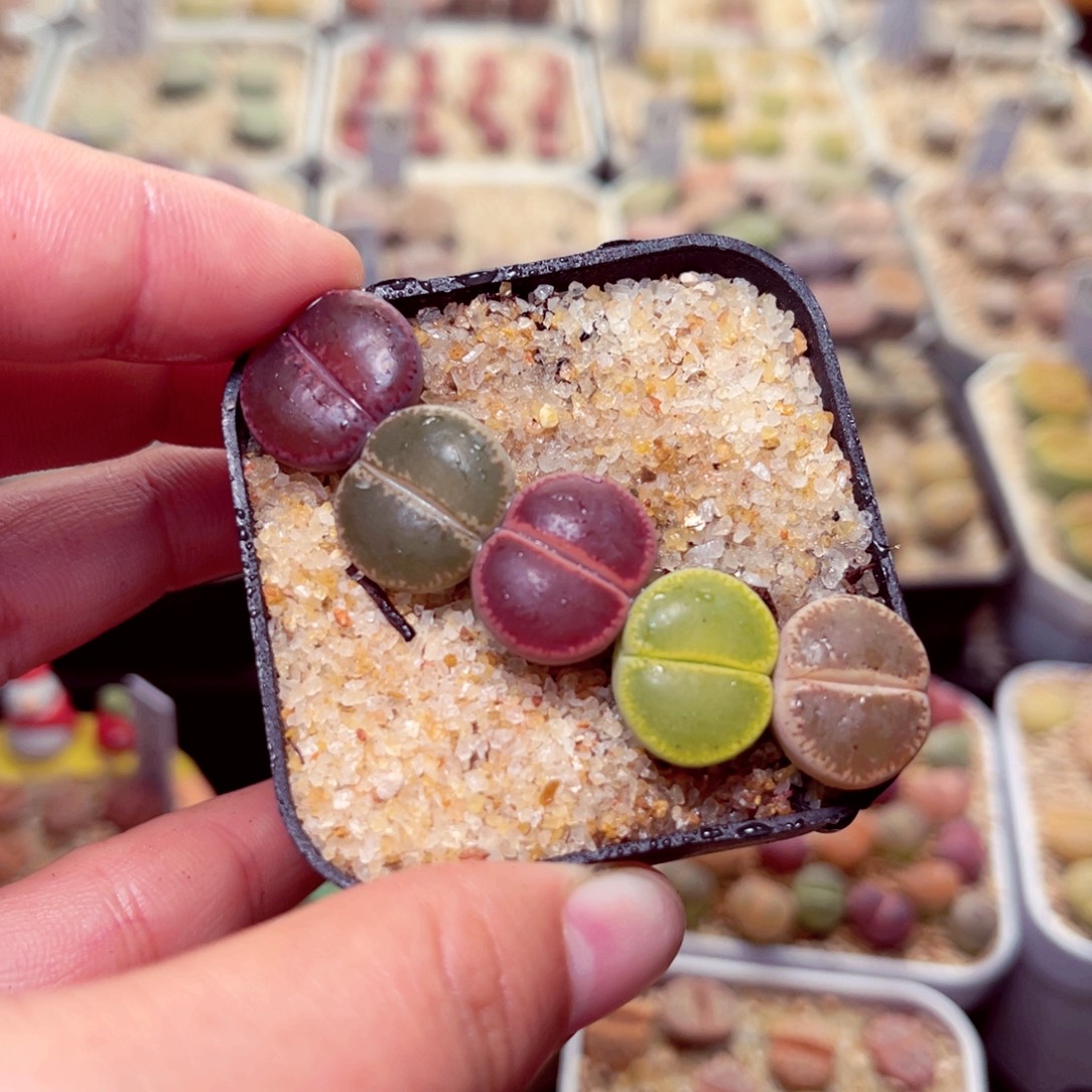 449好带盆盆人包邮发货