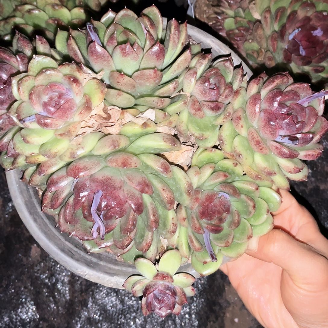 黑水晶14.99多肉植物