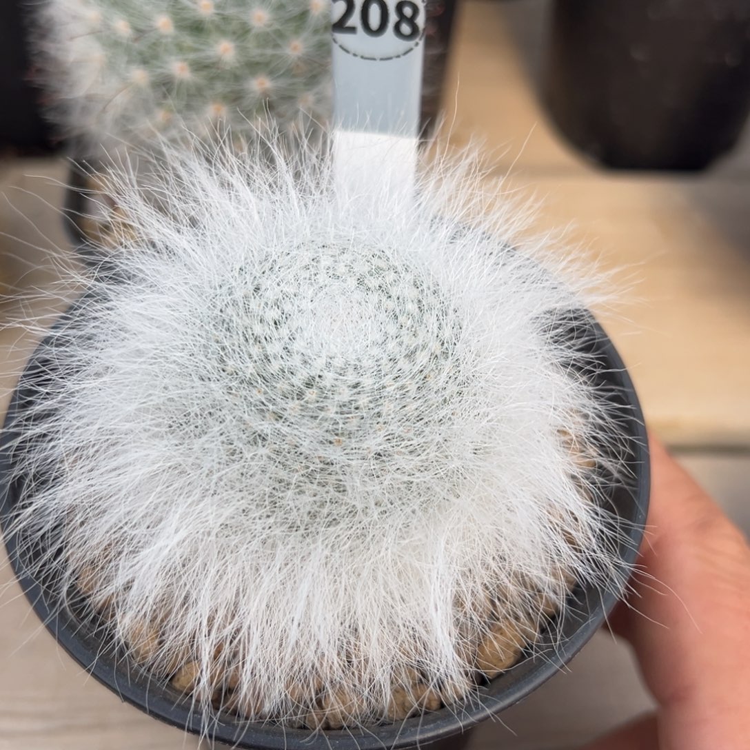 实生根穴原玉翁仙人球多肉植物208