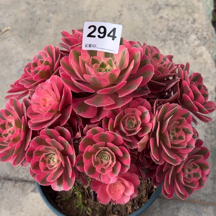 294女巫22厘米左右