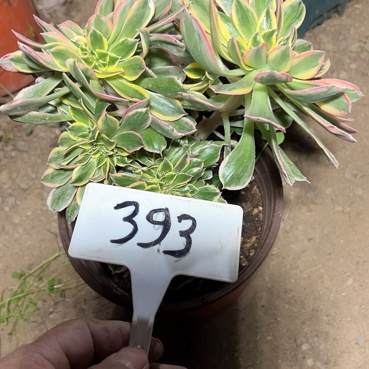 多肉植物灿烂缀法师