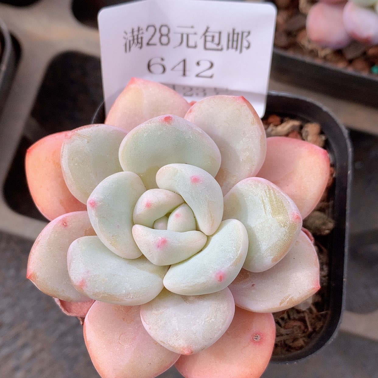 【闪购商品】云642号