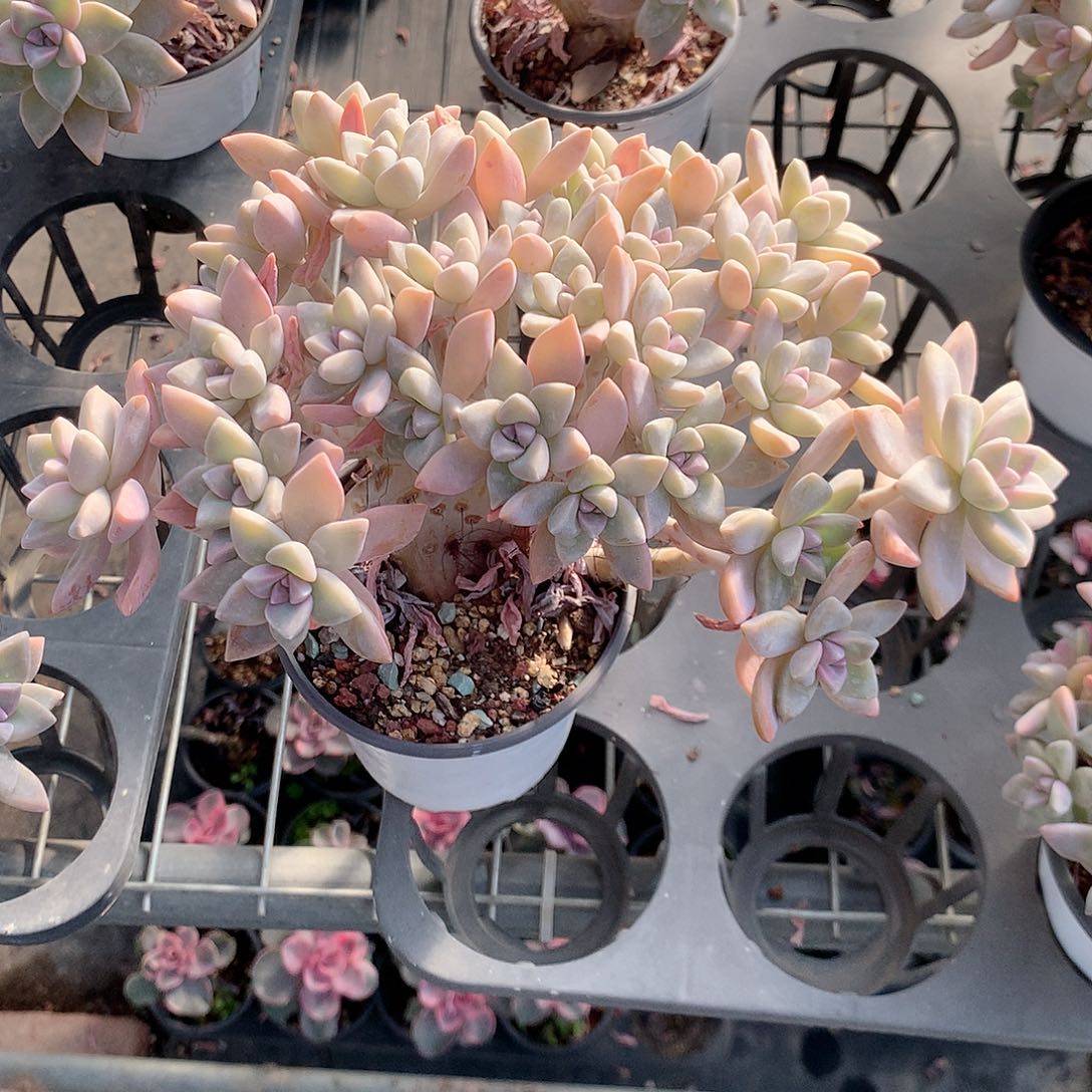 淡雪缀多肉植物老桩