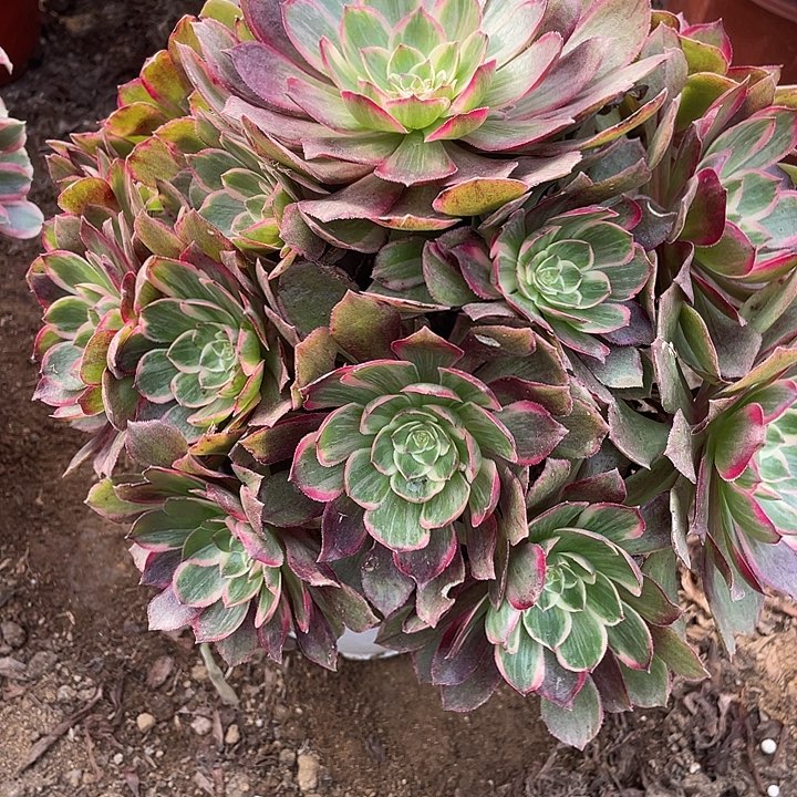 153莲花座对肉植物