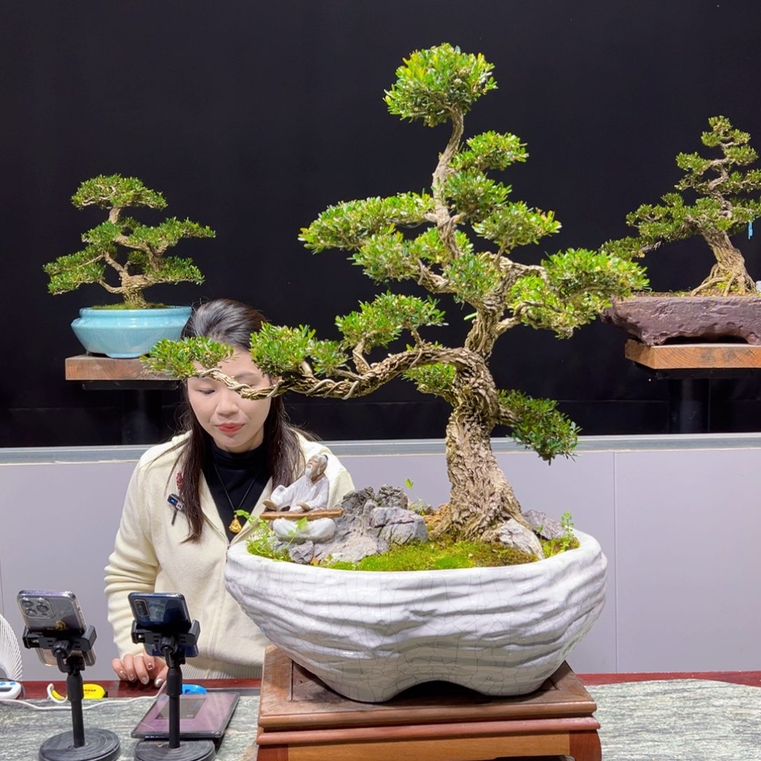 黄杨盆景老桩四季长青