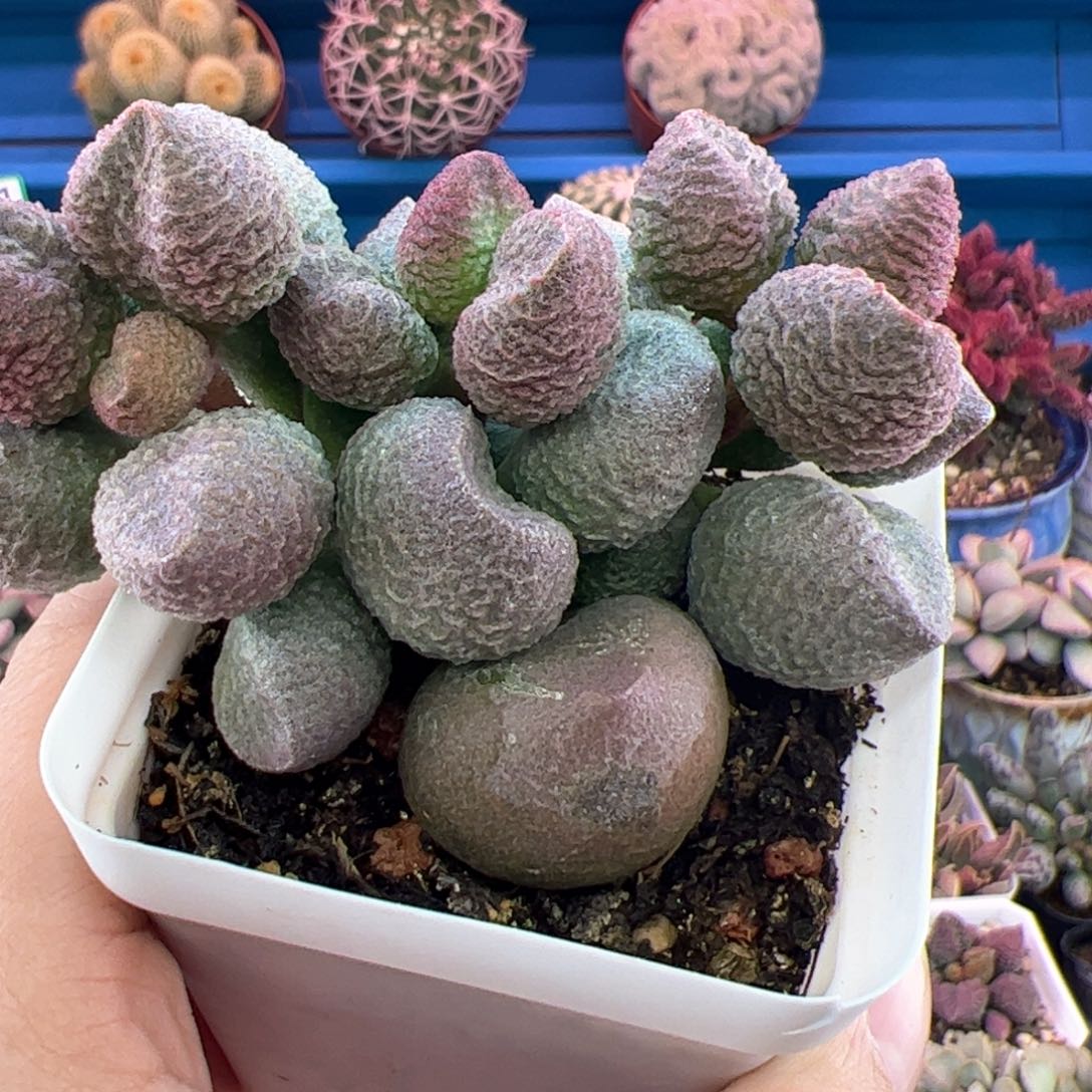 水蜜桃。              
