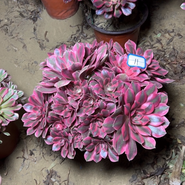 多肉植物粉女妖11