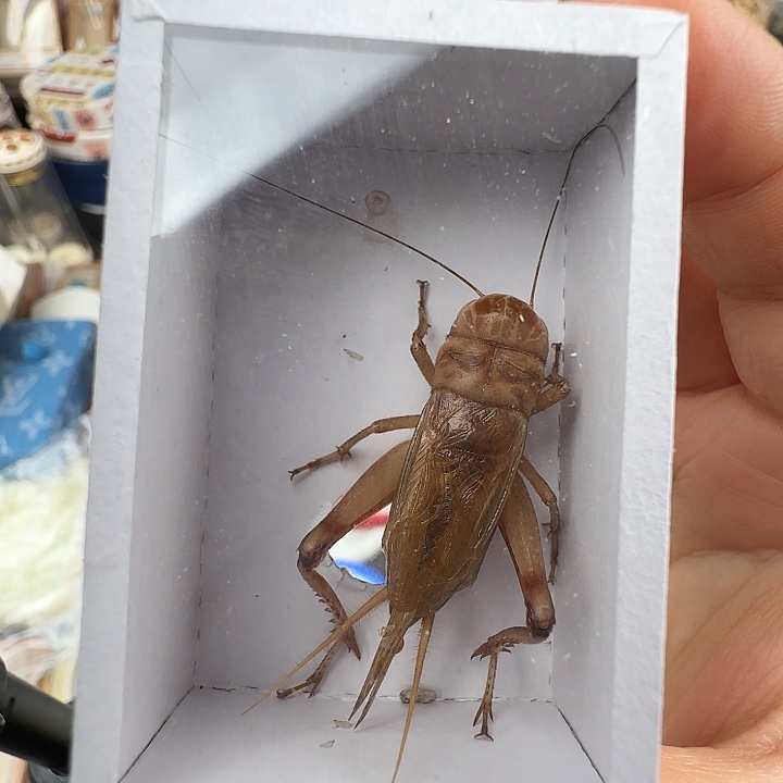 蟋蟀冰糖一只…………