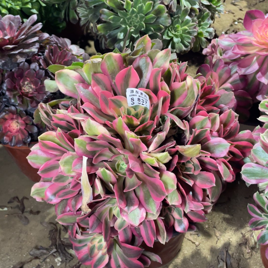 837女妖多肉法师断枝不包