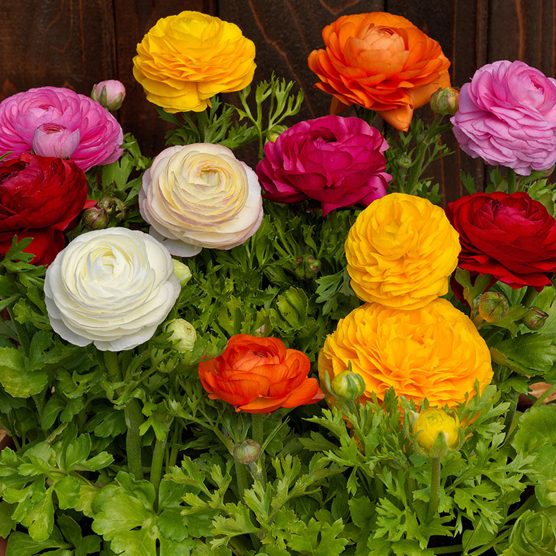 洋牡丹（不挑色）阳台室内庭院易养盆栽花卉鲜花