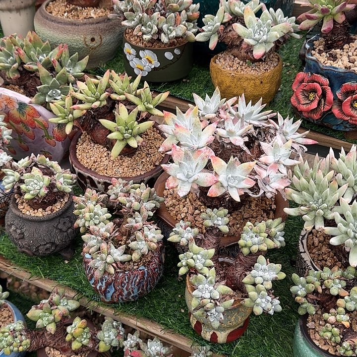 ～***木寄养发货仙女杯老桩