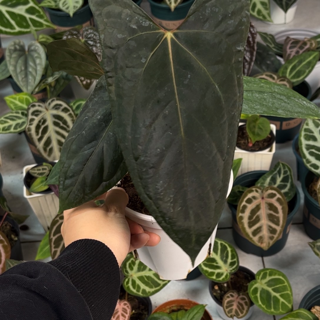 无花朵018 Fs杂奢华