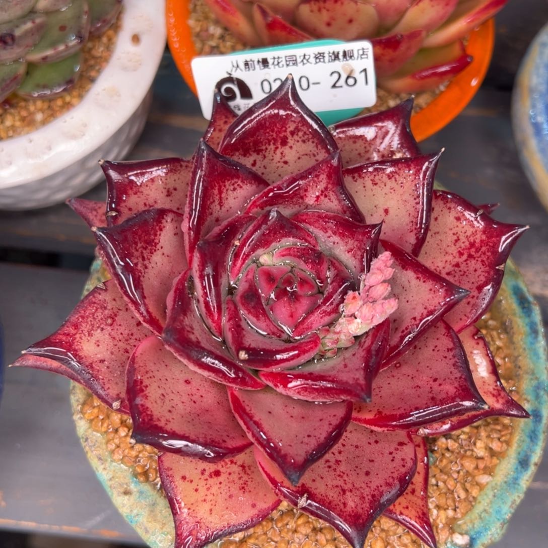 从前慢多肉精选编号0210.261