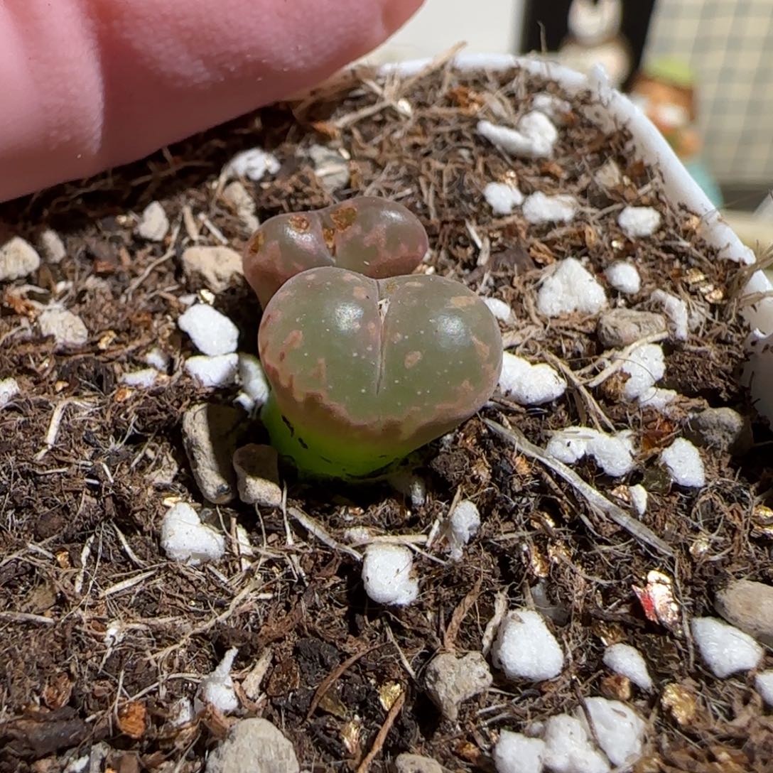 大***钟肉锥多肉植物组合-344