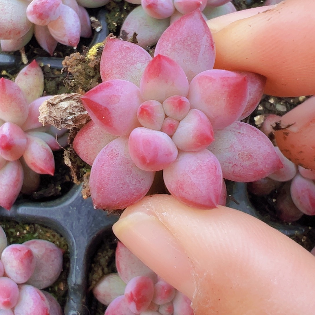 车厘子苗3颗19包邮多肉